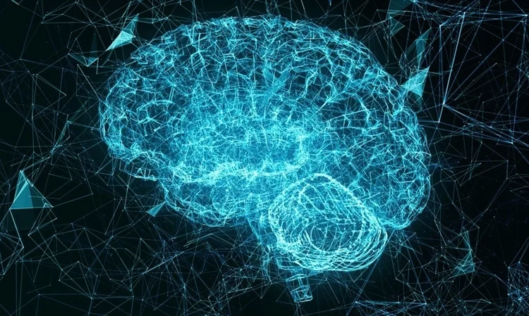 Neuroscience - Brain